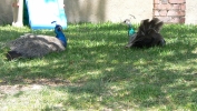 PICTURES/Caverns of Sonora - Texas/t_Peacocks2.JPG